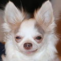 Luma L.