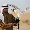 Aref A.