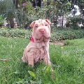 Luis C.