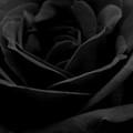 Loraine S.