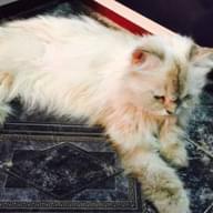 Freelancer Gul S.